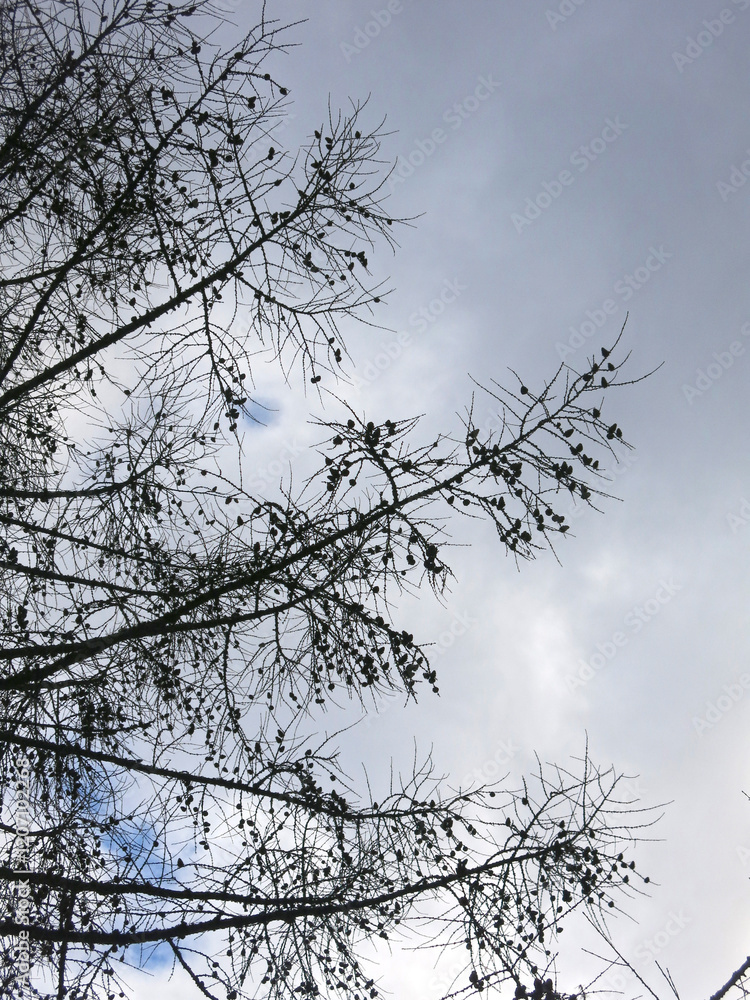 Obraz premium black silhouettes of trees against a gloomy gray sky