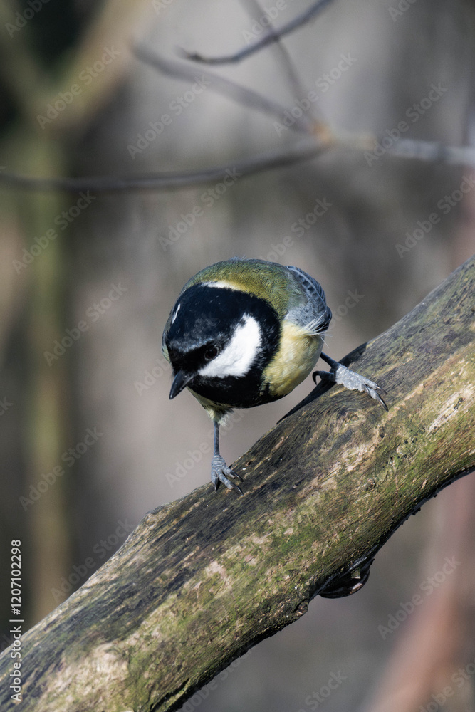 Obraz premium Great tit (Parus major) on a tree branch