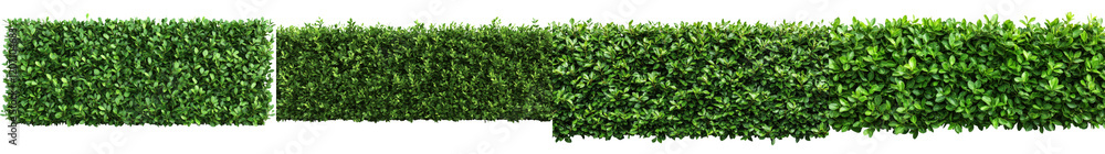 Fototapeta premium Verdant Hedge Backdrop for Nature Inspired Imagery