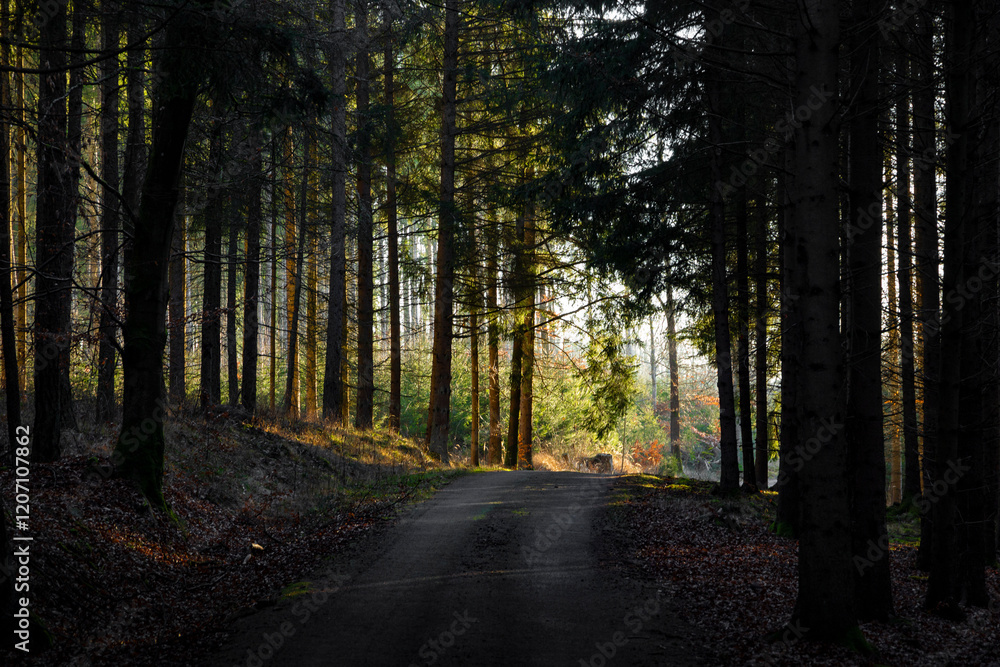 A road through the forest. Early spring.