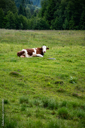 Producing of wheels of Comte cheese in lower Jura, France, Montbeliards or French Simmental cows herd grazing grass on green pasture in summer months photo