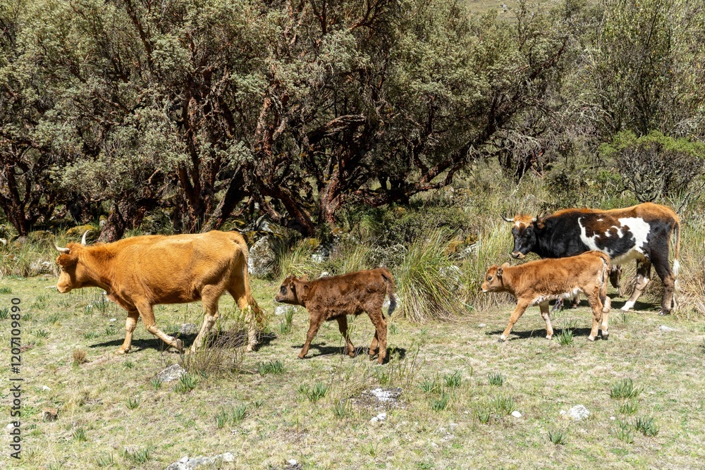 Cows and calves in a sunny meadow Cows and calves in a sunny meadow
