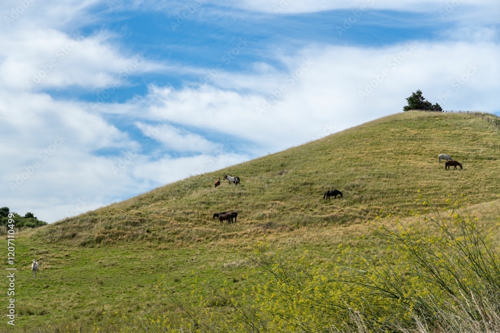 Horses on a grassy hillside under a cloudy sky Horses on a grassy hillside under a cloudy sky