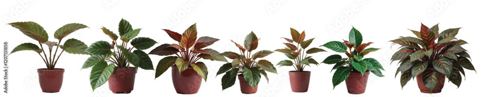 Fototapeta premium Vector image of a collection of ornamental plants in the yard