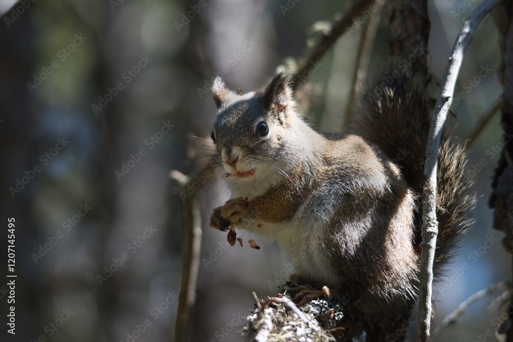 Naklejka premium squirrel in a tree eating seeds