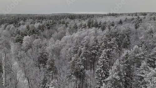 frozen trees in the snow