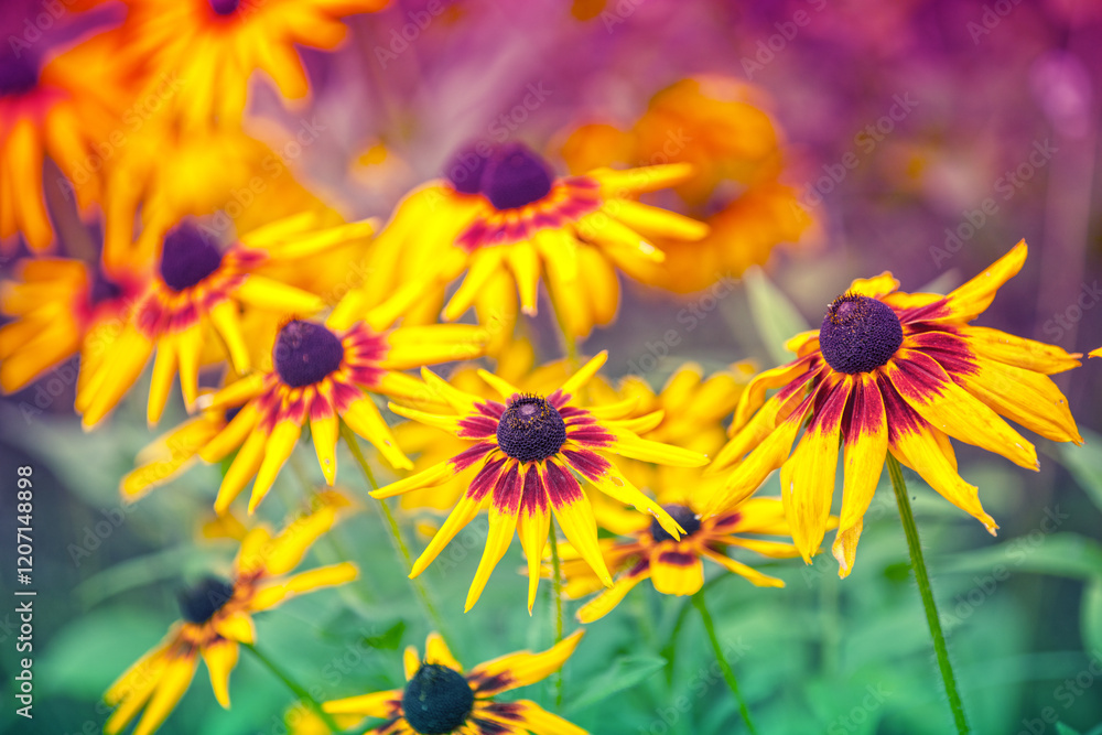 Flowering Rudbeckia hirta (Black-eyed Susan) flowers in the garden in summer. Nature background