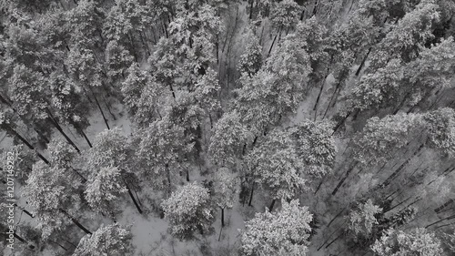 frozen trees in the snow