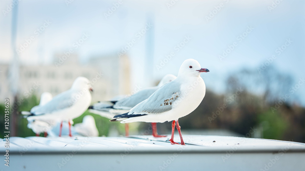 Obraz premium seagulls 