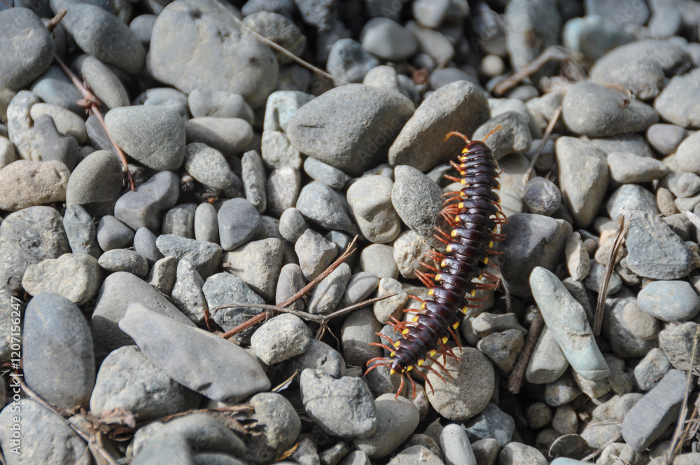 caterpillar crossing a bunch of stones caterpillar crossing a bunch of stones