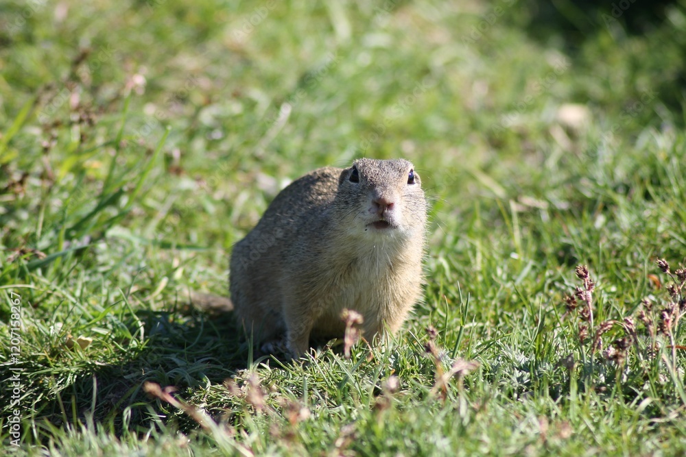 Curious ground squirrel in a grassy field Curious ground squirrel in a grassy field