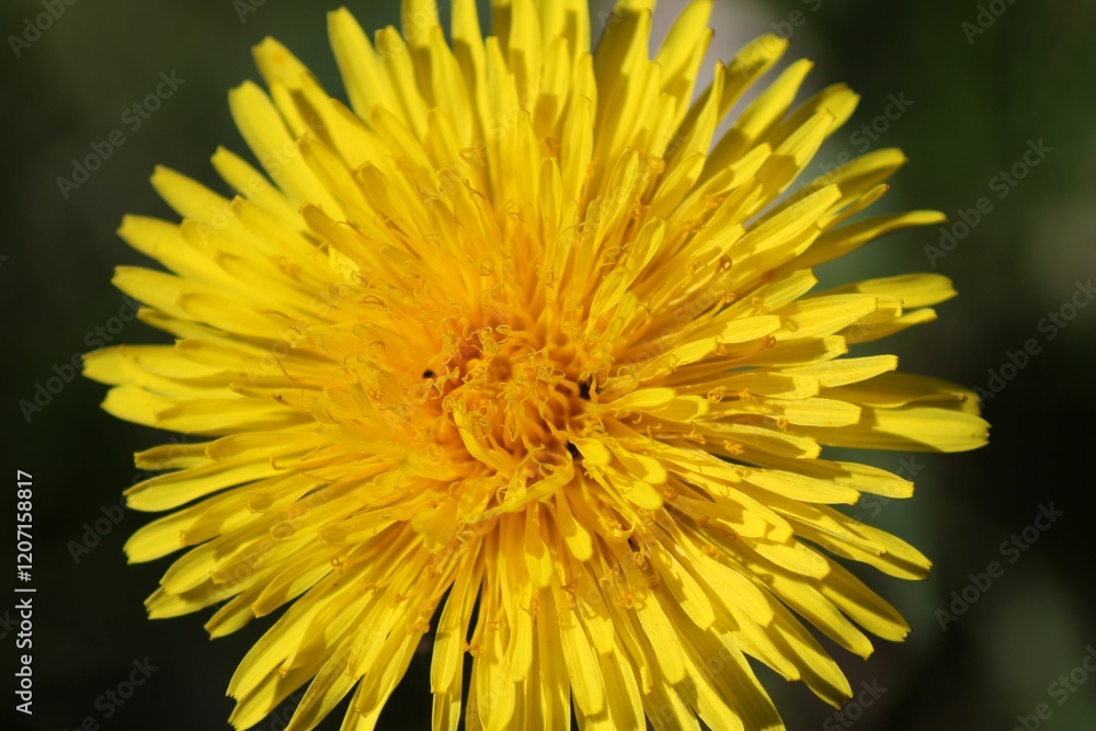 Vibrant Yellow Dandelion in Bloom