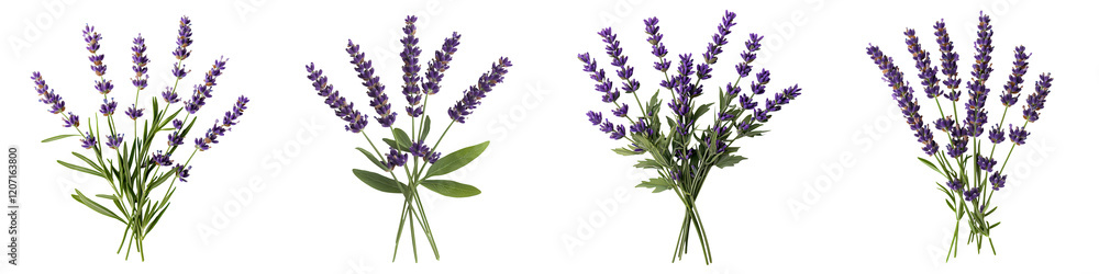 Naklejka premium Vibrant purple lavender bouquets in different arrangements including bunches sprigs and bundles showcasing the natural beauty and versatility of this fragrant herb for aromatherapy