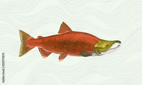 Illustration of a red salmon on a white background with stripes.