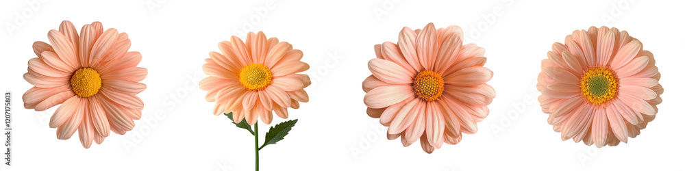Closeup shot of beautiful pink gerbera daisy flowers with bright yellow centers Soft focus natural background Botanical floral image for nature spring or summer design Closeup shot of beautiful pink gerbera daisy flowers with bright yellow centers Soft focus natural background Botanical floral image for nature spring or summer design