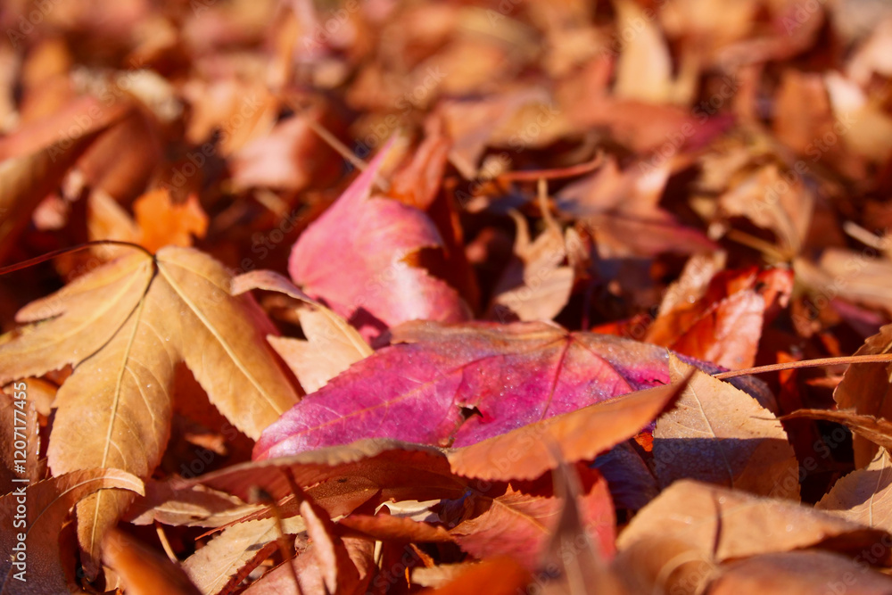 Sun shines on red and orange maple leaves in the autumn. Sun shines on red and orange maple leaves in the autumn.