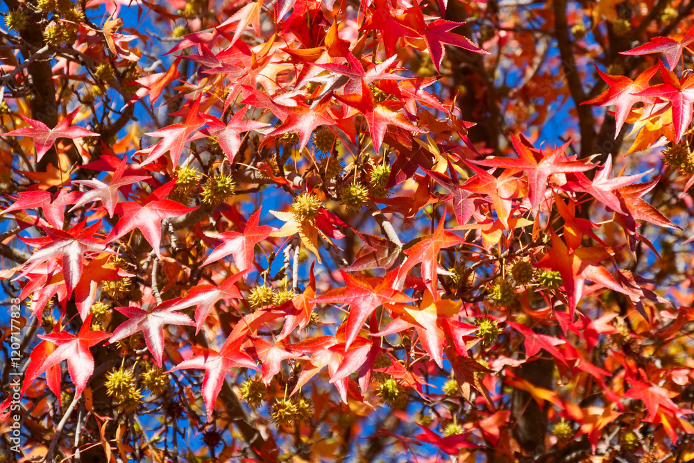 Sun shines on red and orange maple leaves in the autumn. Sun shines on red and orange maple leaves in the autumn.