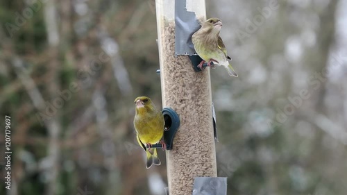 Grünfink (Chloris chloris)   