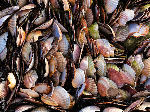 Des coquilles de Saint-Jacques entassées dans un coin de plage en Bretagne photo