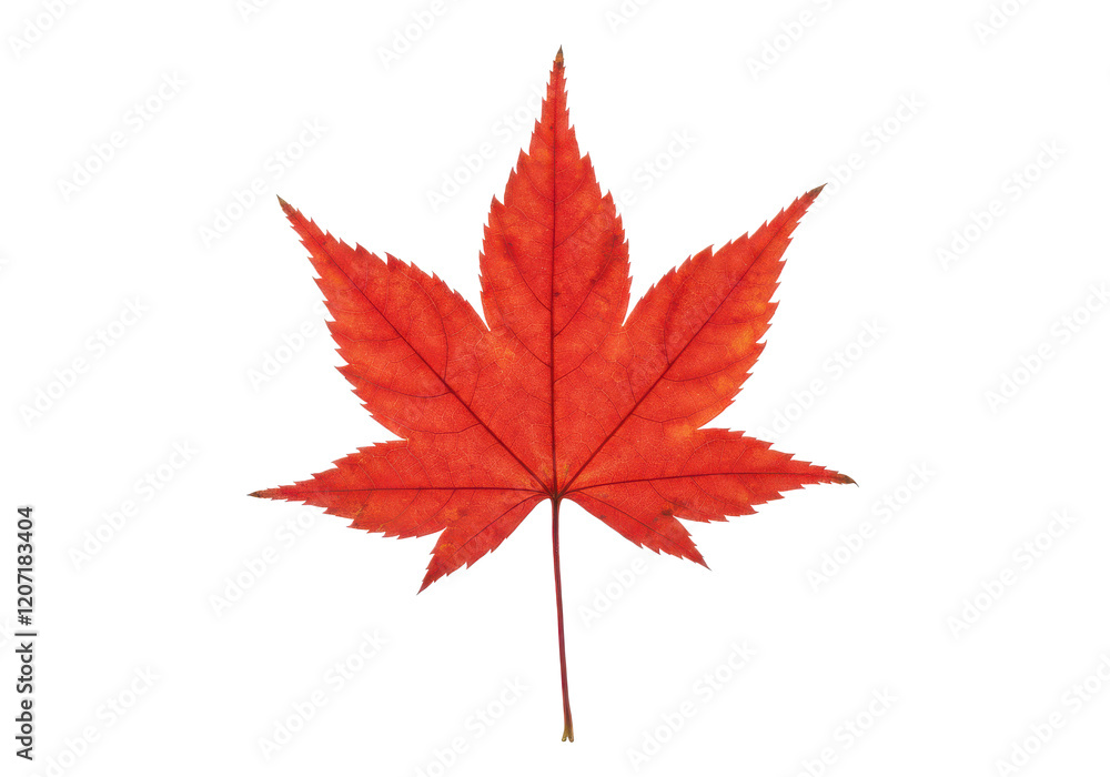 Single red maple leaf isolated on white background Single red maple leaf isolated on white background