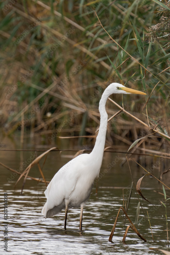 Great egret (Ardea alba) walking through the water Great egret (Ardea alba) walking through the water