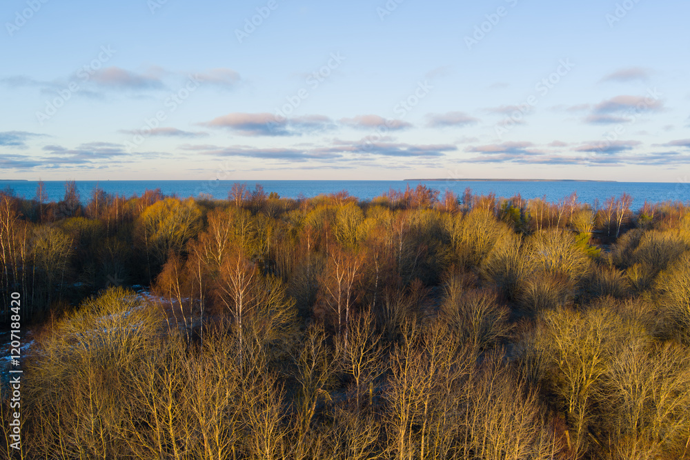 Obraz premium Pre-winter on the Baltic: Estonian landscape where the forest meets the sea.