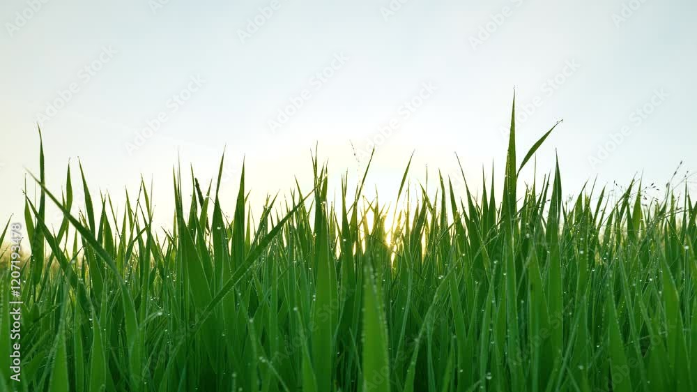 Lush green grass blades, covered in sparkling dew drops, stand tall against a backdrop of the rising sun, creating a serene and refreshing morning scene Lush green grass blades, covered in sparkling dew drops, stand tall against a backdrop of the rising sun, creating a serene and refreshing morning scene