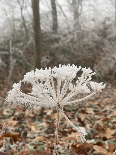 Eisblume, Winter, Eis, Schnee photo