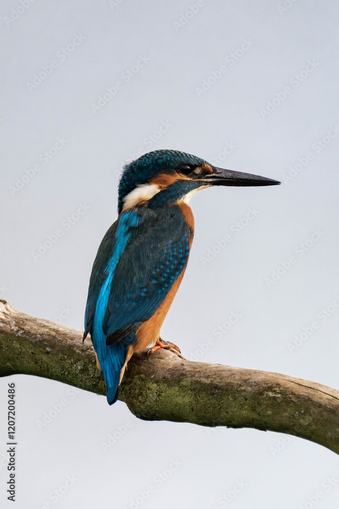 Common kingfisher (Alcedo atthis), also known as the Eurasian kingfisher and river kingfisher sitting on a tree branch Common kingfisher (Alcedo atthis), also known as the Eurasian kingfisher and river kingfisher sitting on a tree branch