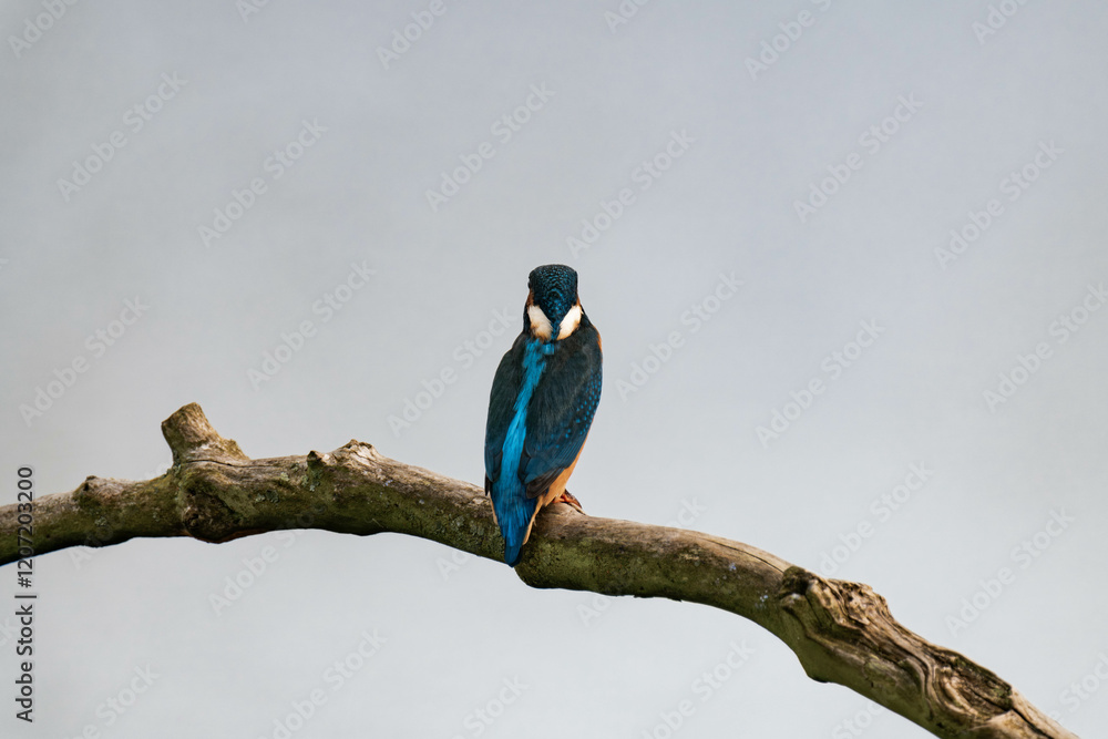 Obraz premium Common kingfisher (Alcedo atthis), also known as the Eurasian kingfisher and river kingfisher sitting on a tree branch