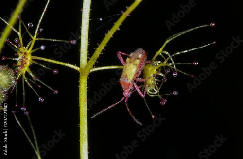 Multi-colored symbiotic Setocoris bug on a sundew leaf (Drosera modesta), Western Australia photo