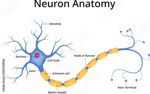Neuron Anatomy Diagram Design Vector Illustration