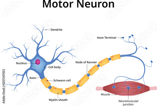 Motor Neuron Diagram Design Vector Illustration