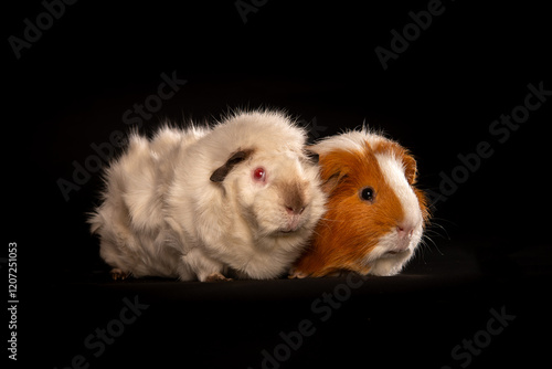 Two cute guinea pigs on black background, studio shot of adorable furry rodents sitting together, isolated animal portrai