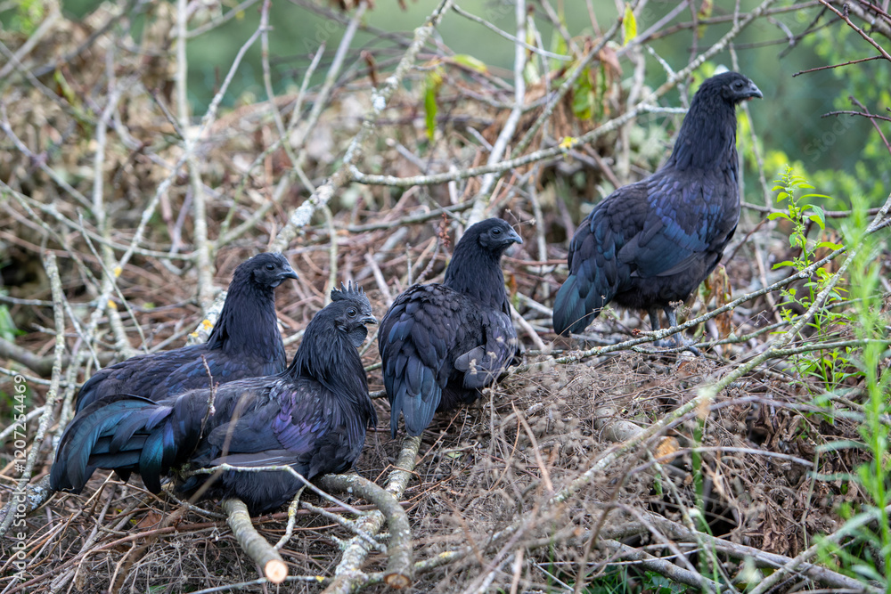 Obraz premium Trois poules et un coq de couleur noire de race Ayam Cemani perchés sur un tas de branche en extérieur. Les animaux sont en liberté.