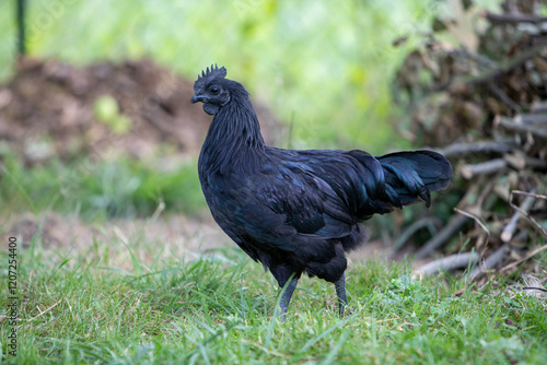 Jeune coq de race Ayam Cemani de couleur noire, se promenant dans l'herbe en liberté. Il possède un plumage sombre, son bec, ses barbillons et sa chair sont totalement noirs. photo