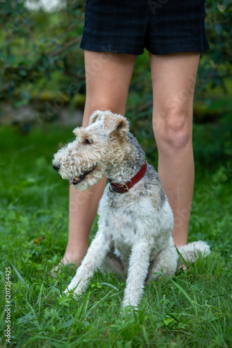 Chien de race Fox-Terrier avec un collier rouge assis dans l'herbe, devant les pieds d'une jeune fille. photo