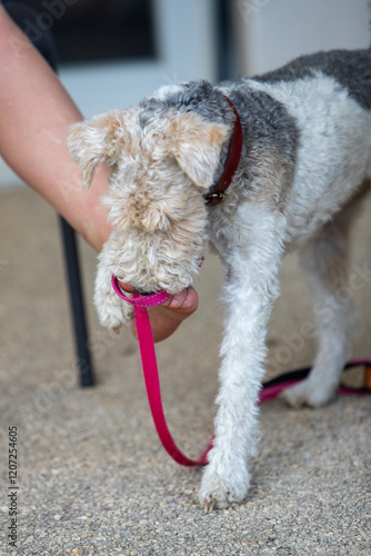 Chien de race Fox-Terrier tenu en laisse rouge, s'amusant avec les pieds nus d'une jeune fille assise sur une chaise.  photo