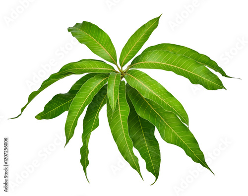 leaves of mango tree isolated on transparen png.