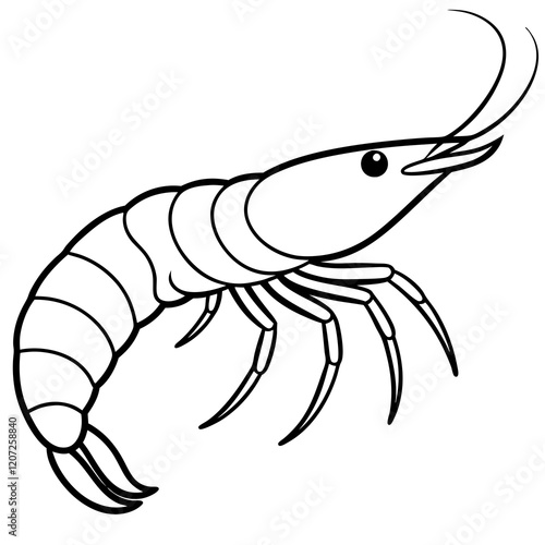 Shrimp Sketch Illustration