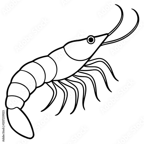 Shrimp Sketch Illustration