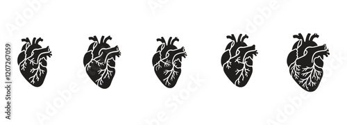 set off bundle anatomical heart vector clip art flat design