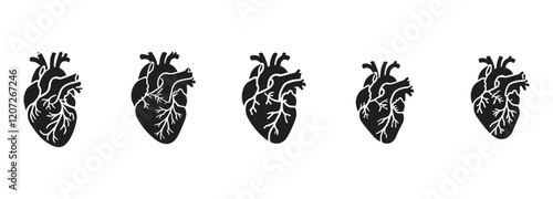 set off bundle anatomical heart vector clip art flat design