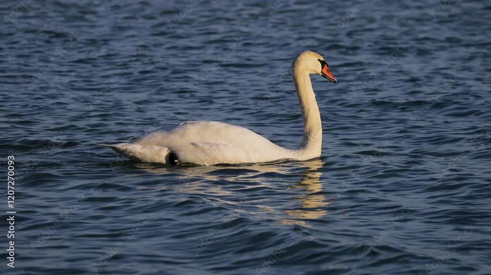 Mute swam (Cygnus olor) swimming placidly on the Lake Balaton of Hungary Mute swam (Cygnus olor) swimming placidly on the Lake Balaton of Hungary