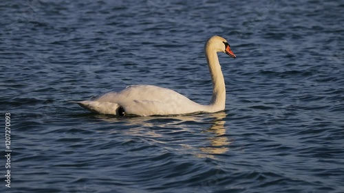 Mute swam (Cygnus olor) swimming placidly on the Lake Balaton of Hungary