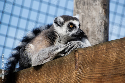 Lemur resting on a wooden surface in a zoo. The lemur is captured in a relaxed pose, showcasing its distinct features such as its striped tail and soft fur. This image is ideal for educational materia