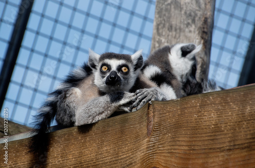Lemurs resting together on a wooden surface in a zoo. The lemurs are captured in a relaxed group pose, showcasing their striped tails, expressive eyes, and soft fur. 