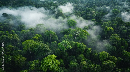 Aerial view of a lush green forest canopy with a layer of fog or mist creating a serene natural landscape photo