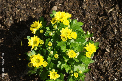 Winter aster, Chrysanthemum, Chrysanthemum Swifty, yellow flowering, is a very beautiful perennial flowering shrub