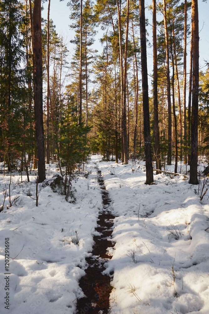 Fototapeta premium zima,leśna ścieżka 
